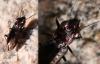 Notiophilus quadripunctatus